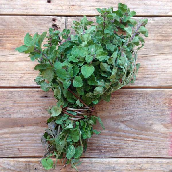 Pflanzensamen "Greek Oregano"