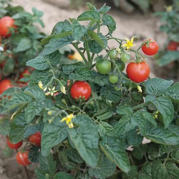 Pflanzensamen "Tiny Tim Tomato"
